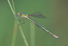 Lestes virens